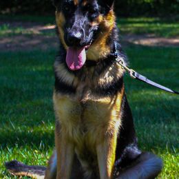 German Shepherds from Fairytale Kennel
