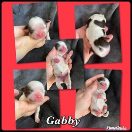 Great Pyrenees and Shih Tzu Puppies from Ashville Shih Tzu Chalet