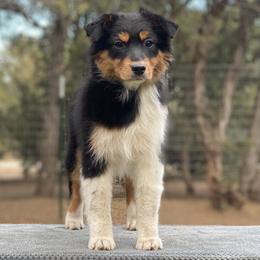 Black tri female - Black tri female Miniature American Shepherd puppy in New Mexico from Von Südwest German Shepherds and Mosaic Mini American Shepherds