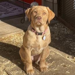 Luna - Yellow female Labrador Retriever puppy in Tigard, Oregon from Morrison Labrador Retreivers