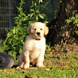 Golden Retriever Puppies from Golden Barnes Kennel