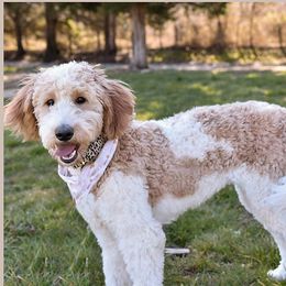 Piper - Goldendoodle