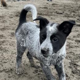 Australian Cattle Dogs from Three Finger Farms