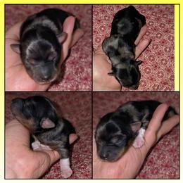 Squeaks - Blue and gold female Yorkshire Terrier puppy in Andersonville, Tennessee from Working W Kennels