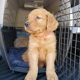 Golden Retriever Puppies from Emma's Golden Puppers