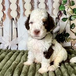 Silver Boy - Brown and white male Bernedoodle puppy in The Woodlands, Texas from Gracie's Goldendoodles and Bernedoodles of The Woodlands