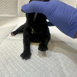 Joy - Black brindle female Cane Corso puppy in Lancaster, California from Catanzaro Cane Corso