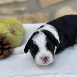 Aussiedoodle Puppies from H5 Mini Doodles