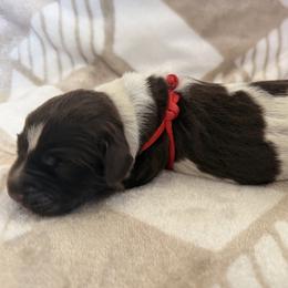 Wirehaired Pointing Griffon Puppies from Idleista Grand Chasseur