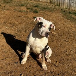 Boy 3 - White American Bully puppy in Oak Grove, Kentucky from Warhorse Kennel
