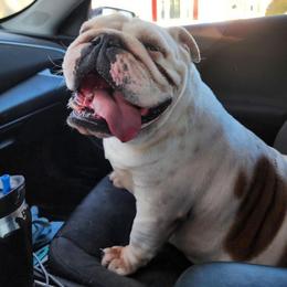 Yogi - White female Bulldog puppy in Hillsdale County, Michigan from KZ Bullies LLC