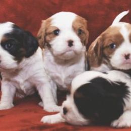 Cavalier King Charles Spaniels from Alonnah Ryder Cavaliers