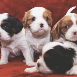 Cavalier King Charles Spaniels from Alonnah Ryder Cavaliers