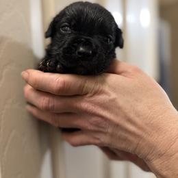 Girl 6 - Black female Cane Corso puppy in Sandia, Texas from OneTime Cane Corso
