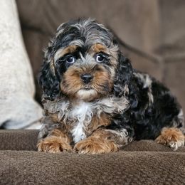 Aussiedoodle, Cockapoo, and Goldendoodle Puppies from Hilltop Doodles KY LLC
