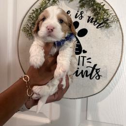 Mason - Red male Cavapoo puppy in Riverview, Florida from Doodley Doodles