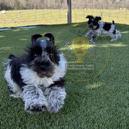 Brandy - Miniature Schnauzer