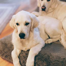 Golden Retriever Puppies from Cruz'n Golden Retrievers