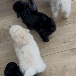 Poodle puppies from MD's Miniature Poodles