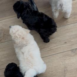 Poodle puppies from MD's Miniature Poodles