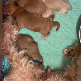 Miniature Schnauzer puppies from Journee Home Mini Schnauzers