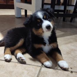 BUBBLES - Black tri female Miniature Australian Shepherd puppy in Charlotte, North Carolina from Dave's Mini Aussies