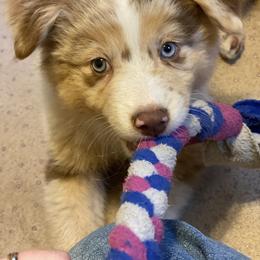 Australian Shepherd Puppies from Echolight Australian Shepherds