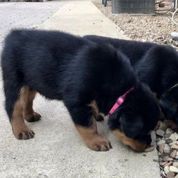 Rottweiler Puppies from Alpha Co. Rottweilers
