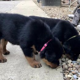 Rottweiler Puppies from Alpha Co. Rottweilers