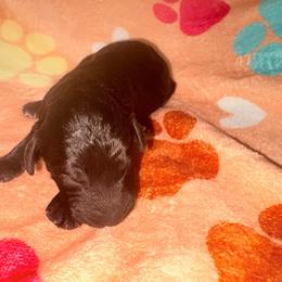 Belle - Silver female Poodle puppy in Meadowbrook, California from Standard Poodle Pups