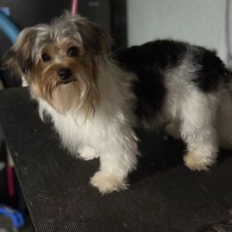 Parti - Yorkshire Terrier