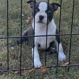 Rose - Black brindle and white female Boston Terrier puppy in Fillmore, Illinois from Wind Hill Puppies
