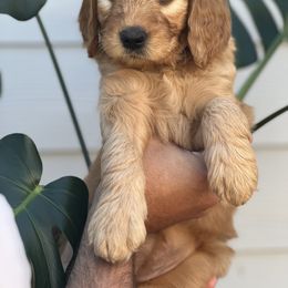 Girl 3 (Purple) - Goldendoodle puppy in Monmouth, Oregon from Mother of Doodles