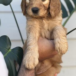 Girl 3 (Purple) - Goldendoodle puppy in Monmouth, Oregon from Mother of Doodles