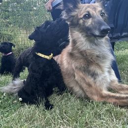 Kerry Blue Terrier Puppies from Eirebear Kerry Blue Terriers