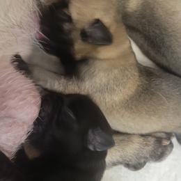 Boy 2 - Fawn male Pug puppy in Humble, Texas from Rick Barrera Pugs