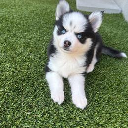 Jessie - Black and white female Pomsky puppy in Fredericksburg, Virginia from Purely Pomskies