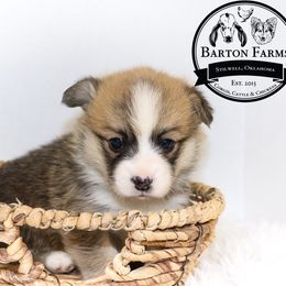 Chili - Red Pembroke Welsh Corgi puppy in Stilwell, Oklahoma from Barton Farms Corgis
