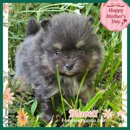Blewett - Blue and tan male Pomeranian puppy in Eatonville, Washington from Foxy Forest Poms
