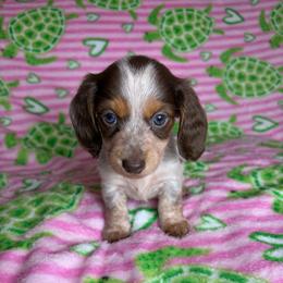 Angelica - Piebald female Dachshund puppy in Lake City, Florida from My Ditzy Doxies of Florida
