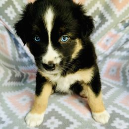 Australian Shepherd Puppies from Jo’s Aussies