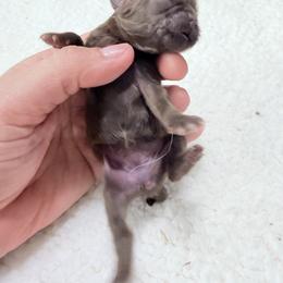 Girl 1 - Chocolate female Shih Tzu puppy in Ocala, Florida from Mimi's Shih-tzus of Ocala