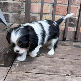Pierce - Tri-color male Cavalier King Charles Spaniel puppy in Victoria, Texas from Londyn Cavaliers