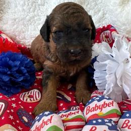 Cheddar - Sable male Bordoodle puppy in Canfield, Ohio from Poo's Doo's & Inu's