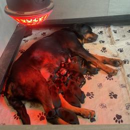 Girl 2 - Black and mahogany female Rottweiler puppy in Cartersville, Virginia from Vom Heldenhaft Rottweilers