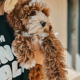 Bernedoodle, Goldendoodle, and Sheepadoodle Puppies from High Desert Doodles
