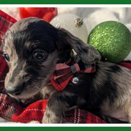 Dachshund Puppies from Goldie Girls Ranch Dachshunds