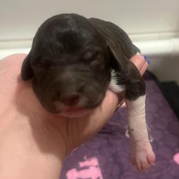 Girl 2 - Brown female Poodle puppy in Calimesa, California from Teakwoodpoodleofsocal
