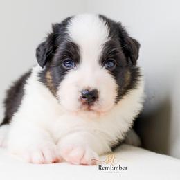 Australian Shepherd Puppies from RemEmber Australian Shepherds
