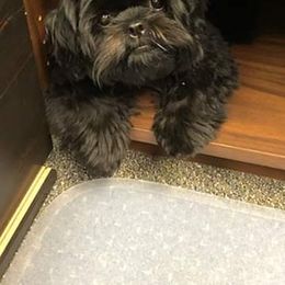 Shih Tzu All Grown Up from Jamie Serigny's Shih Tzus